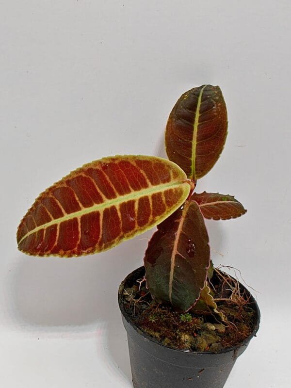 Emblemantha urnulata