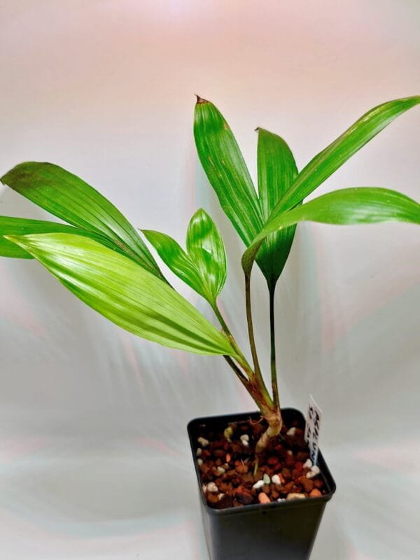 Asplundia sp Santa Rosa (Wysiwyg)