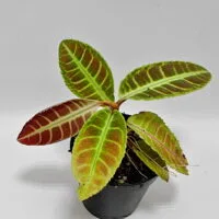 Emblemantha urnulata