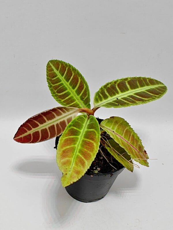 Emblemantha urnulata