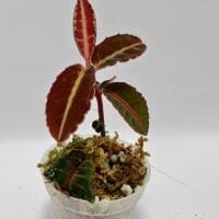 Emblemantha urnulata Emblemantha urnulata