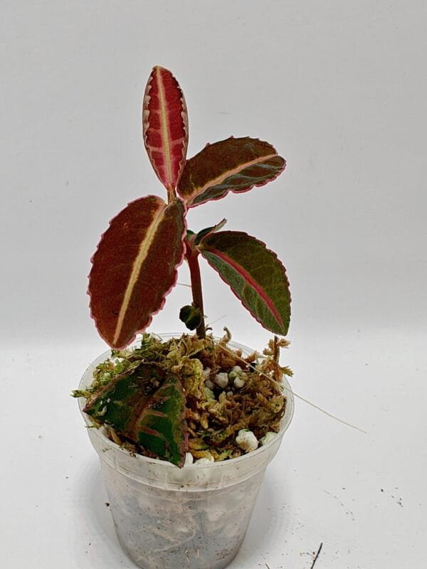 Emblemantha urnulata 26-5 (Wysiwyg)