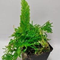 Selaginella viticulosa Selaginella viticulosa