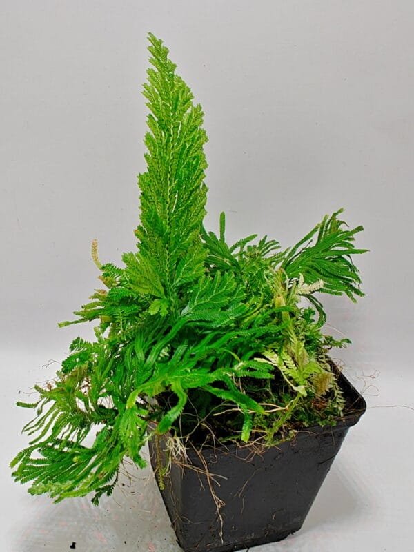 Selaginella viticulosa