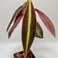 Ardisia malauiana
