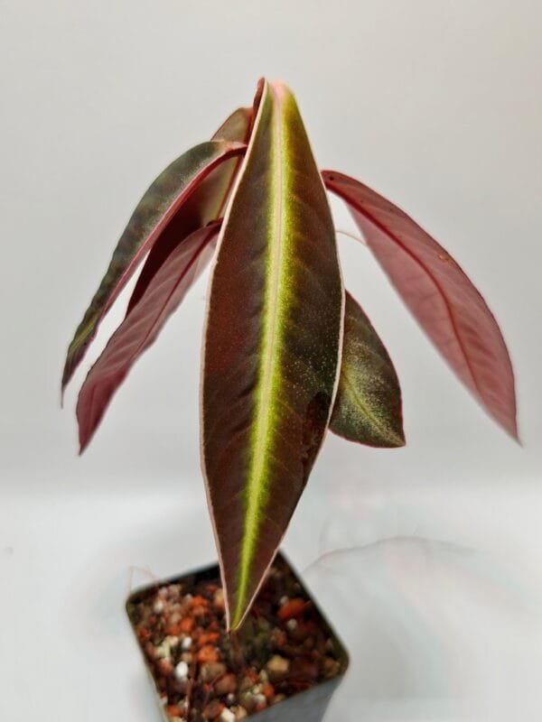 Ardisia malauiana Big (Wysiwyg)
