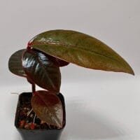 Ardisia sp