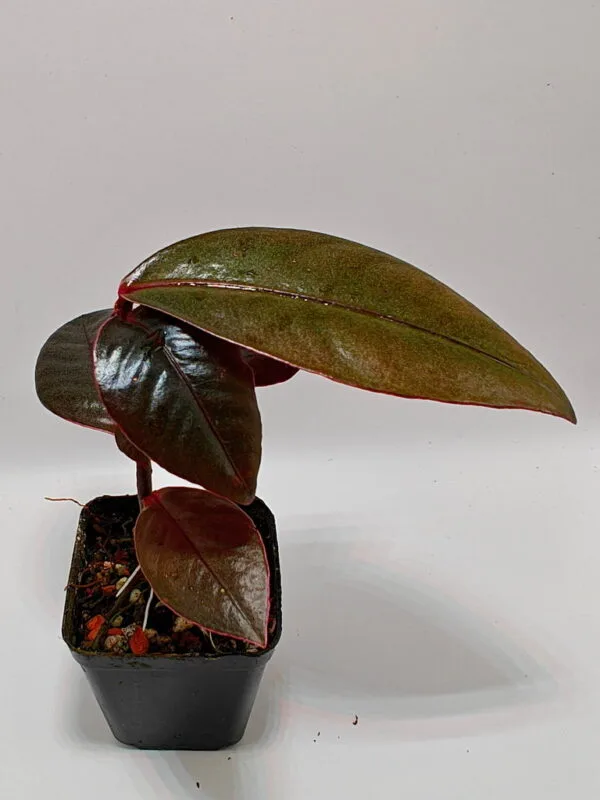 Ardisia sp Ardisia sp