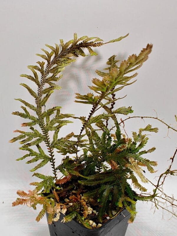 Selaginella sp Peninsular