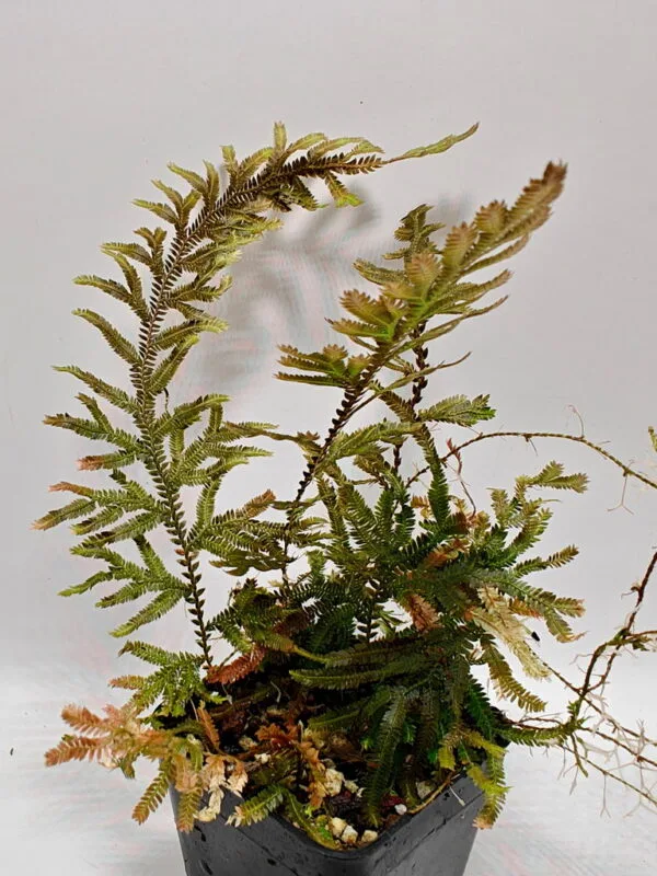 Selaginella sp Peninsular big (Wysiwyg)