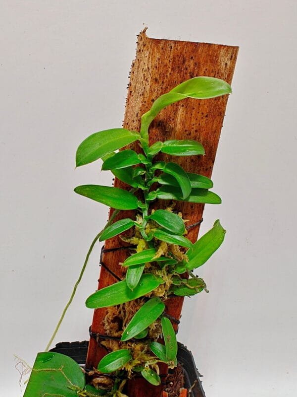 pothos sp