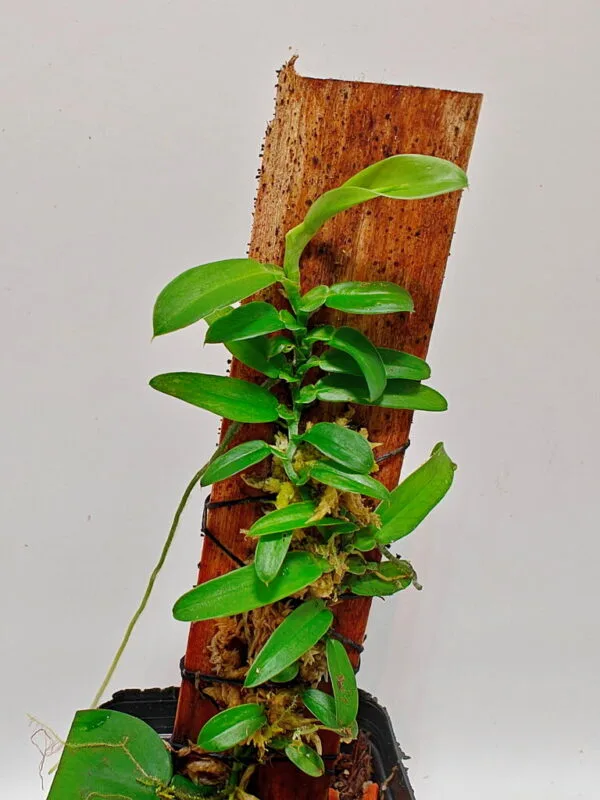 pothos sp pothos sp