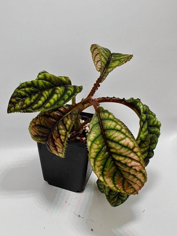 Acranthera sp Vietnam