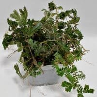 Selaginella sp Ecuador Dark