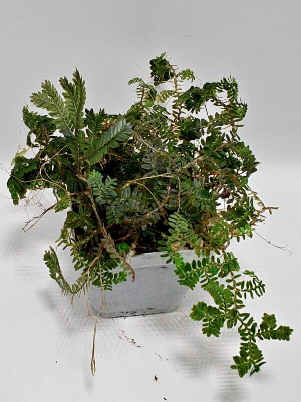 Selaginella sp Ecuador Dark