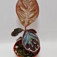 Ardisia sp