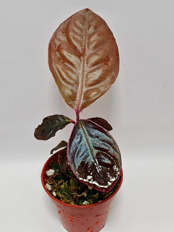 Ardisia sp Ardisia sp