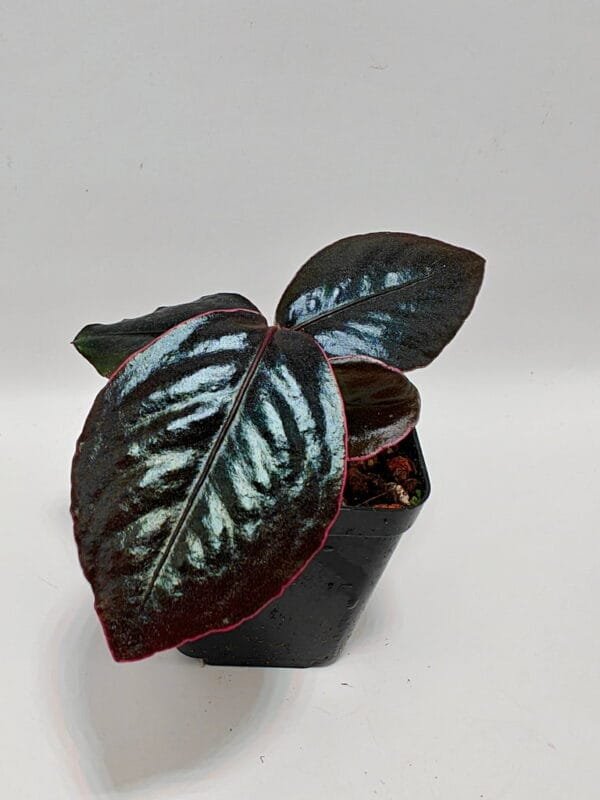 Ardisia sp