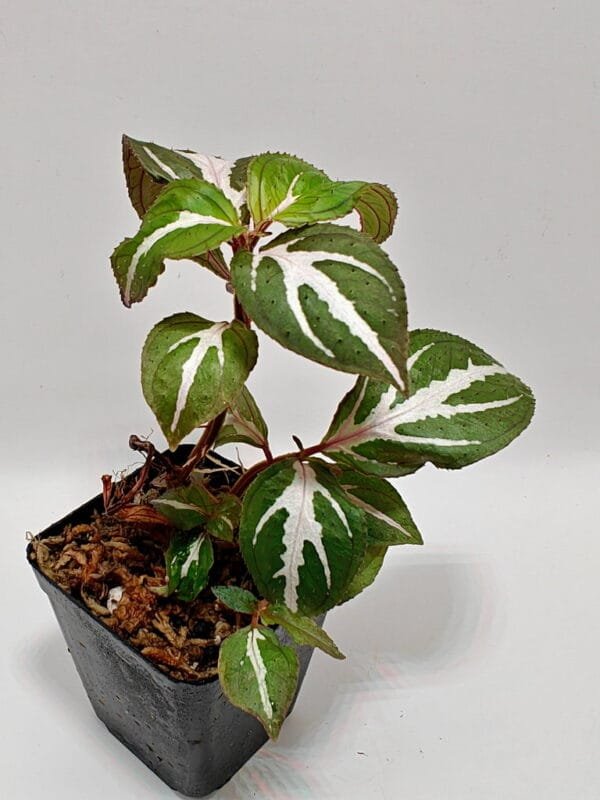 Sonerila sp white stripes