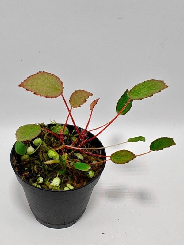 Begonia vankerckhovenii