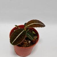 Ardisia sp Ardisia sp