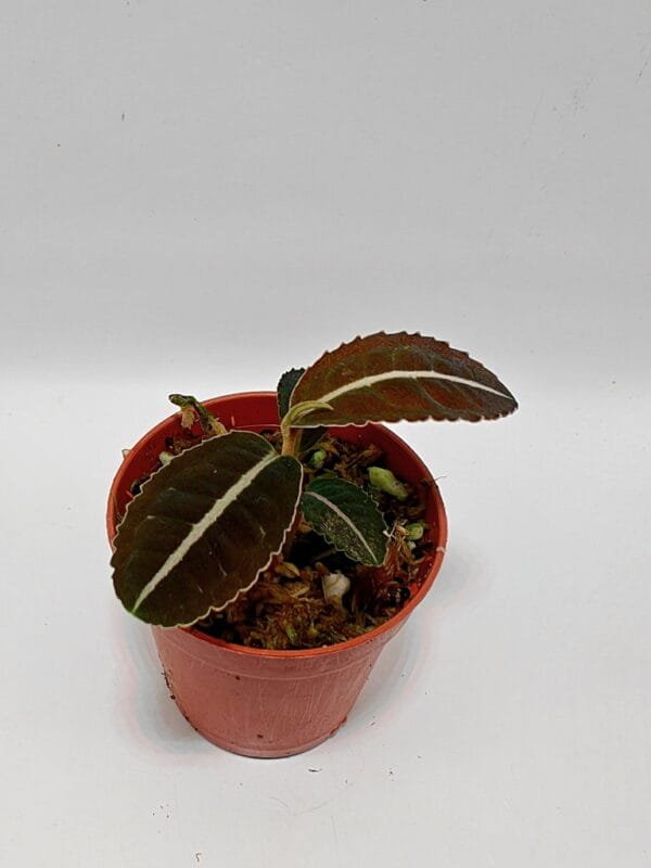 Ardisia sp
