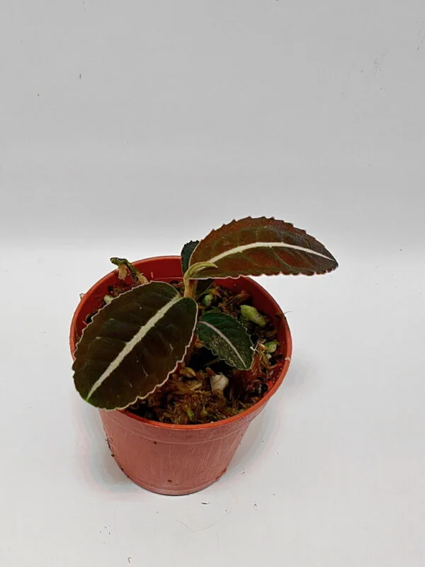 Ardisia sp Ardisia sp