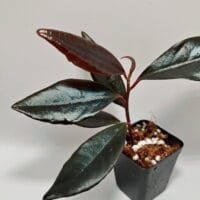 Ardisia sp Sekadau Ardisia sp Sekadau
