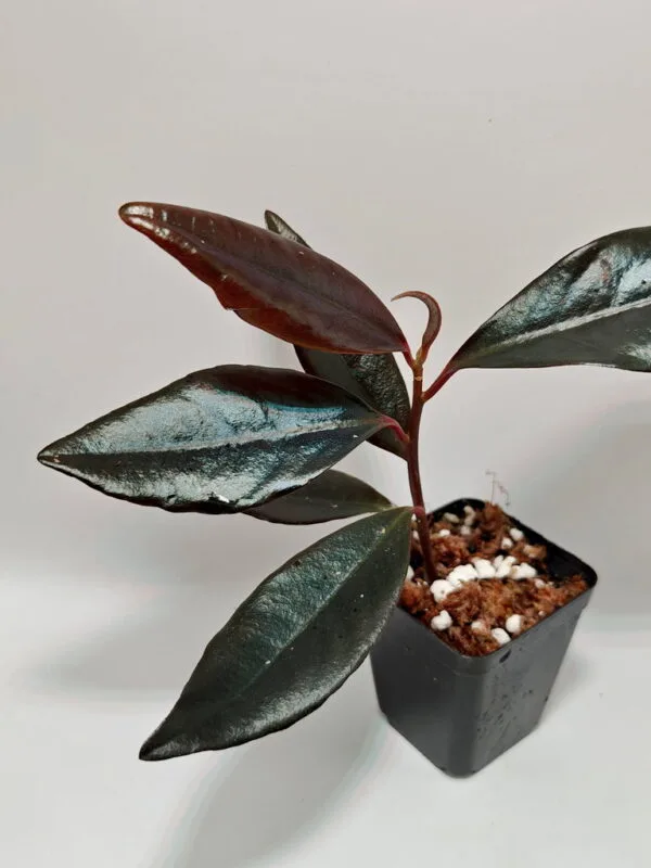 Ardisia sp Sekadau