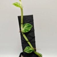 Rhaphidophora hayi variegated