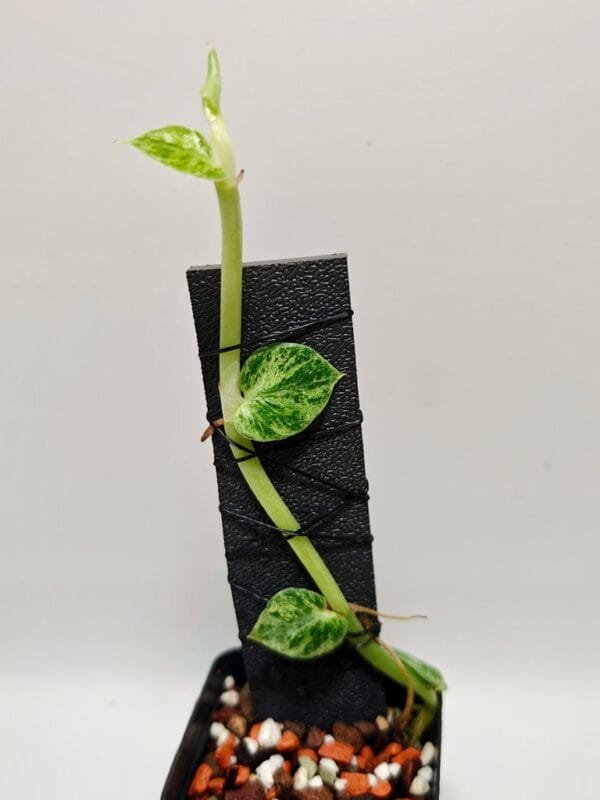 Rhaphidophora hayi variegated