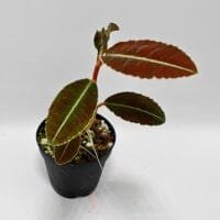 Ardisia sp Ardisia sp