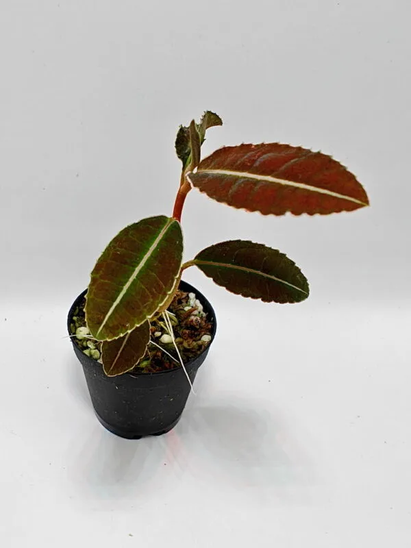 Ardisia sp Ardisia sp