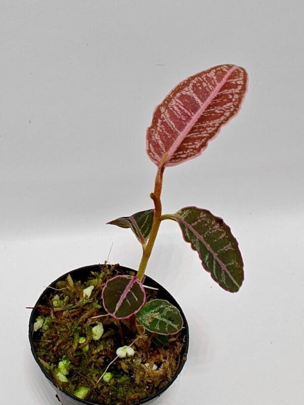 Emblemantha urnulata