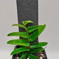 Ficus sp Borneo Ficus sp Borneo