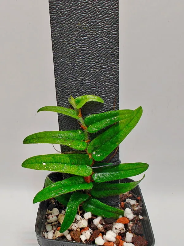 Ficus sp Borneo
