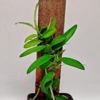 Pothos scandens sp 2 Pothos scandens sp 2