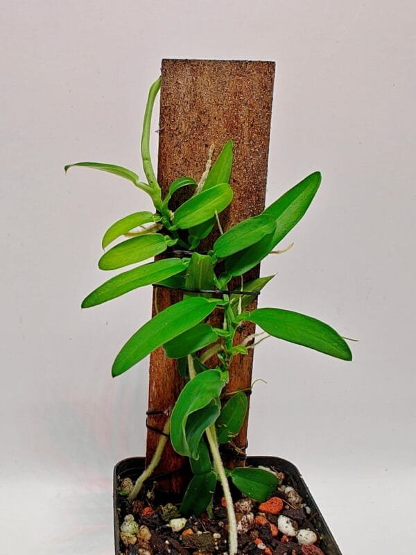 Pothos scandens sp 2