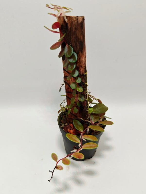 Marcgravia sp Ecuador Blue