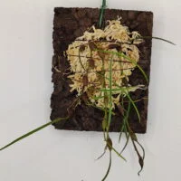 Isabella pulchella