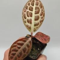 Labisia beccarii