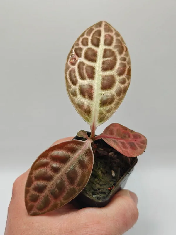 Labisia beccarii