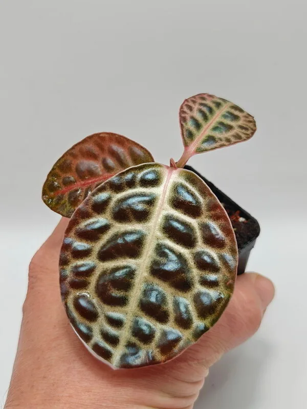 Labisia beccarii