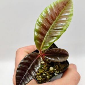 Labisia sp