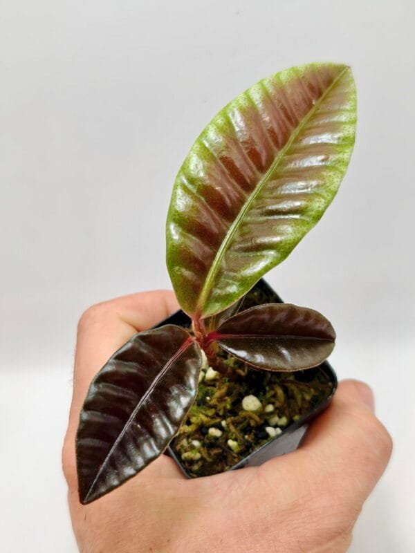 Labisia sp (Wysiwyg)