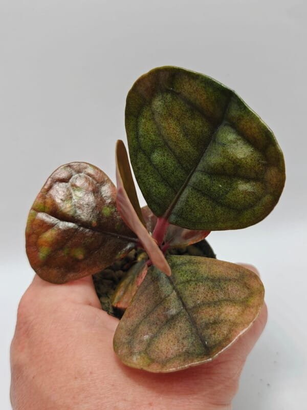 Labisia sp Sabilit Labisia sp Sabilit