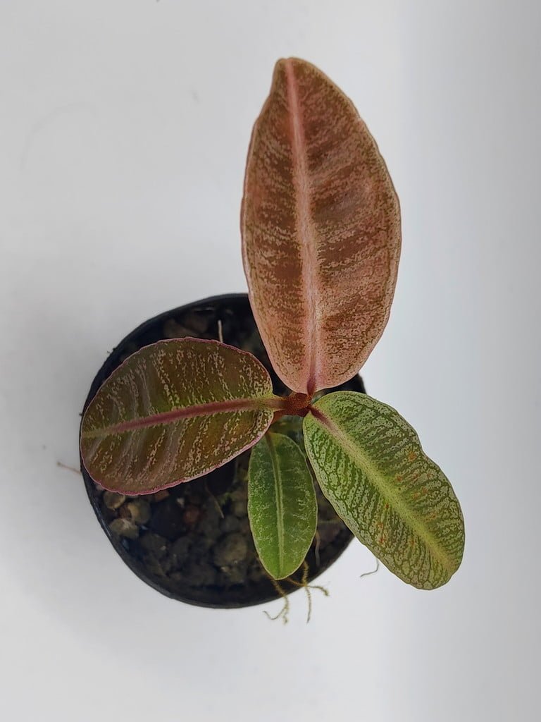 Buy Labisia sp Riau | Zephyr Terra