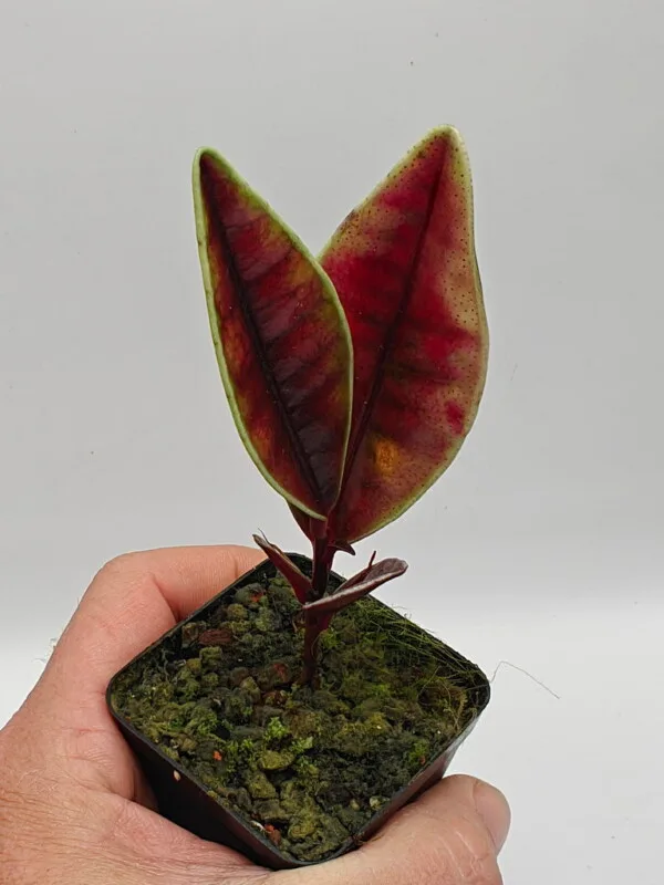 Labisia sp Sumatra