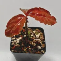 Buy Labisia sp Vietnam | Zephyr Terra
