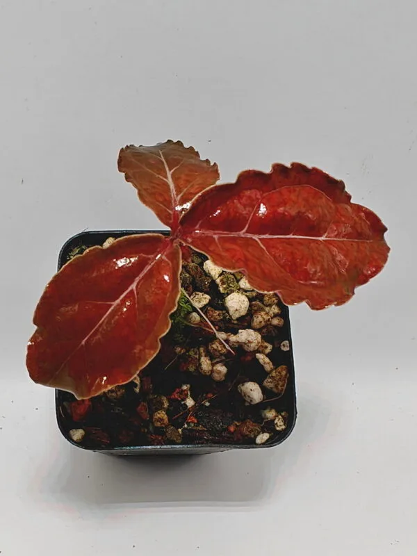 Buy Labisia sp Vietnam | Zephyr Terra